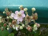 Blackberry flower